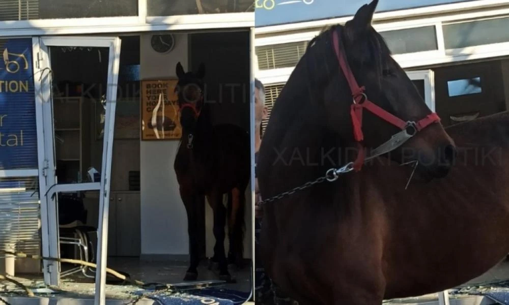 Ατίθασο άλογο "μπούκαρε" σε κατάστημα στη Χαλκιδική (Βίντεο)
